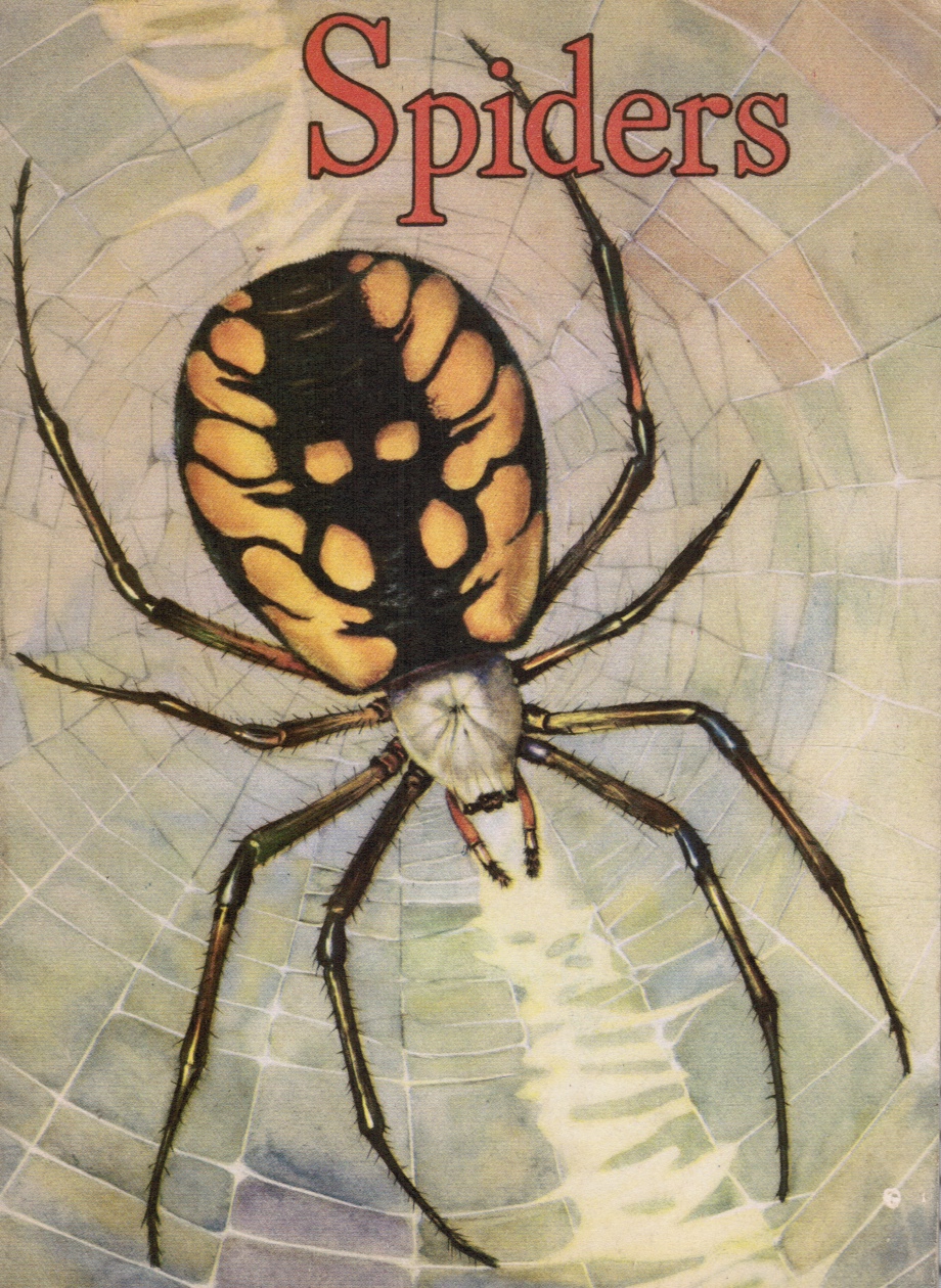 Image for Spiders
